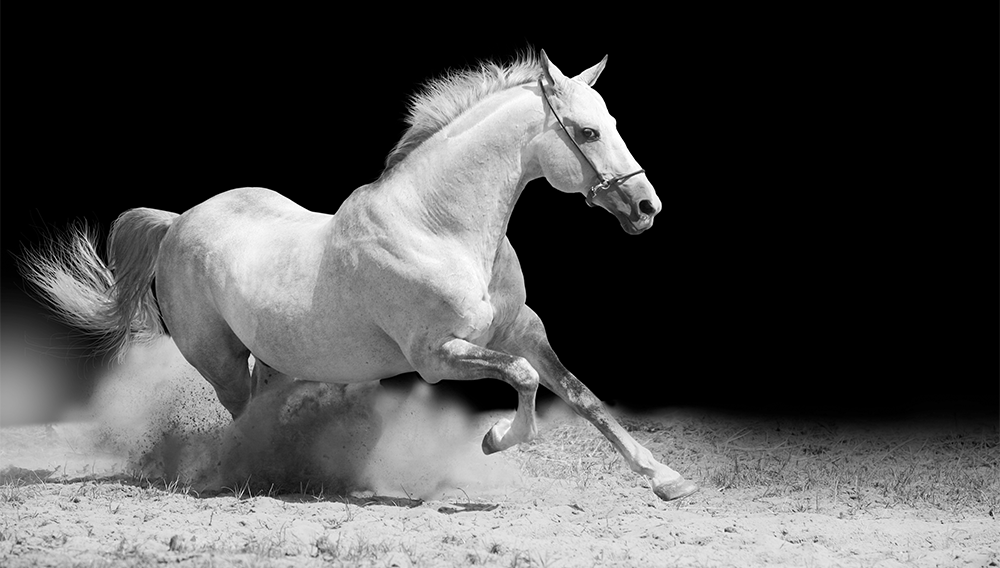 dramatic black-and-white photo